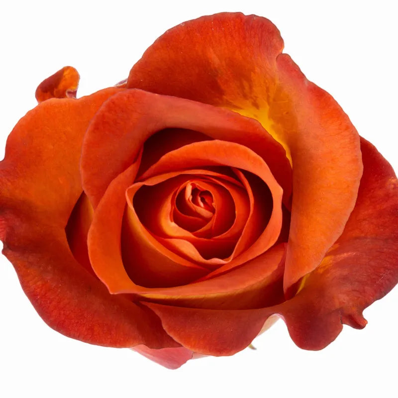 Coffee Break Rose
