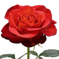 Coffee Break Rose
