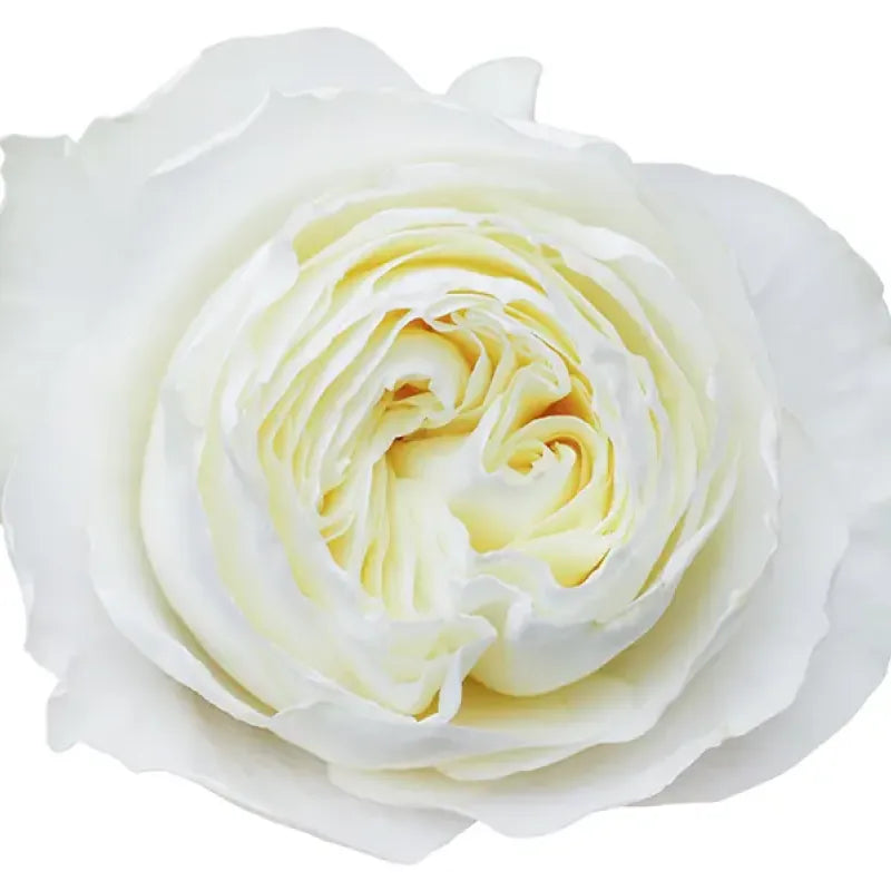 Cold Play Rose