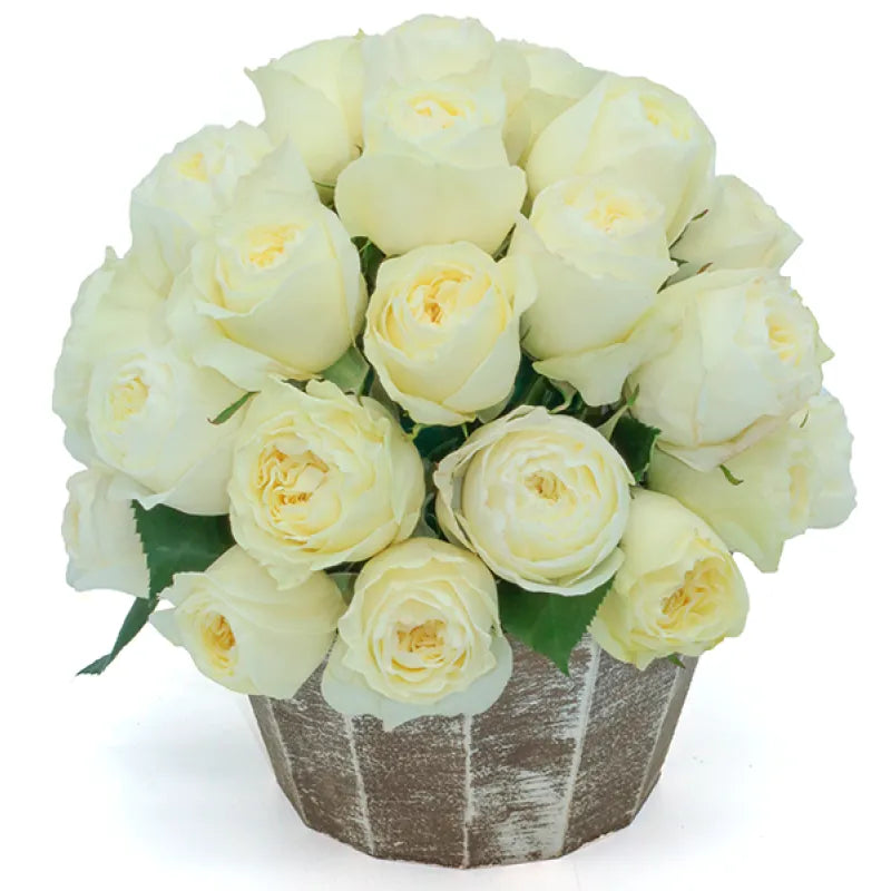 Cold Play Rose