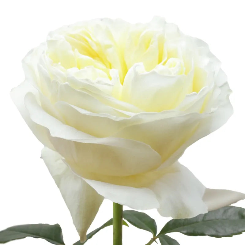 Cold Play Rose