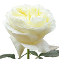 Cold Play Rose