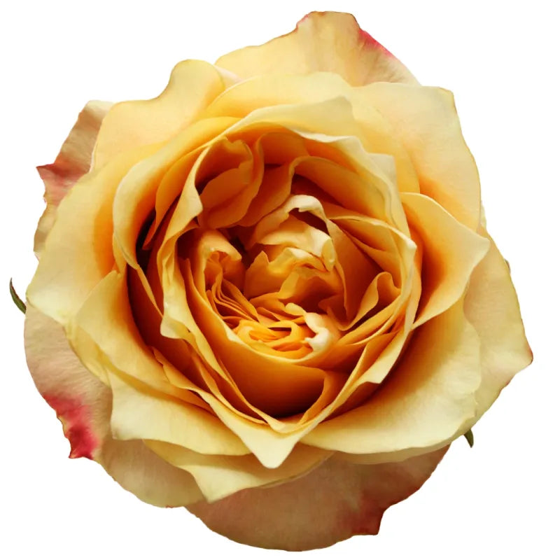 Copperfield Rose