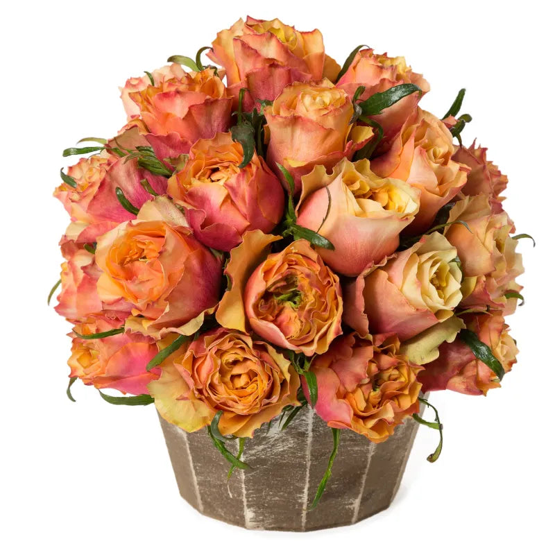 Copperfield Rose