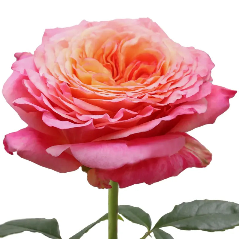 Country Aquarell Rose