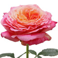 Country Aquarell Rose