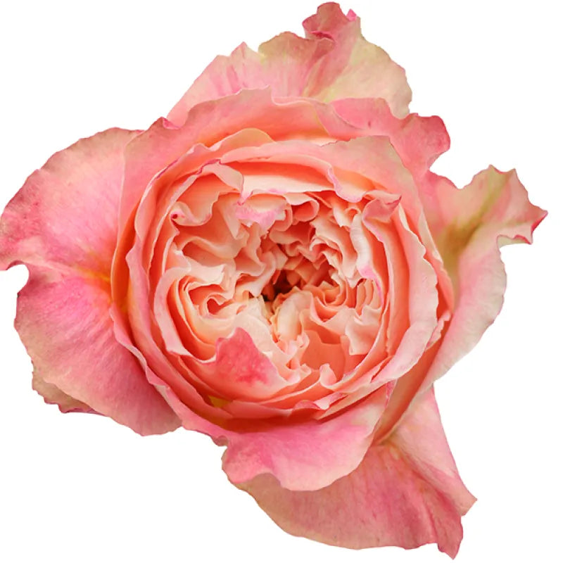Country Louise Rose