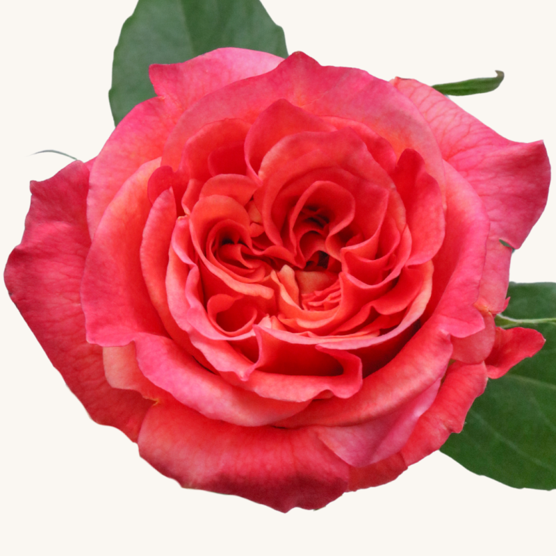 Country Aquarell Rose