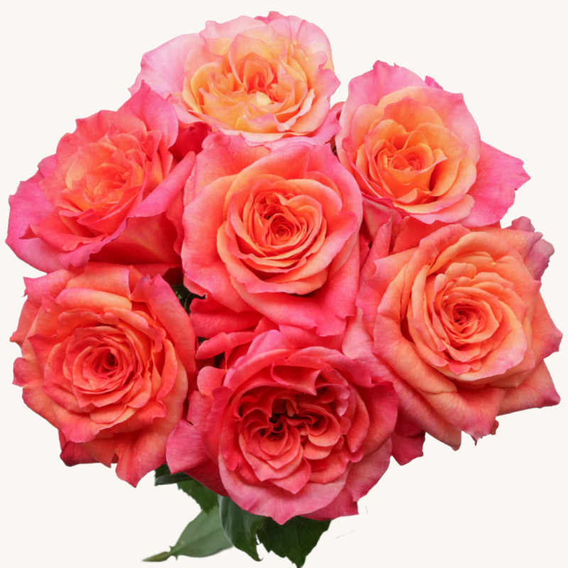 Country Aquarell Rose