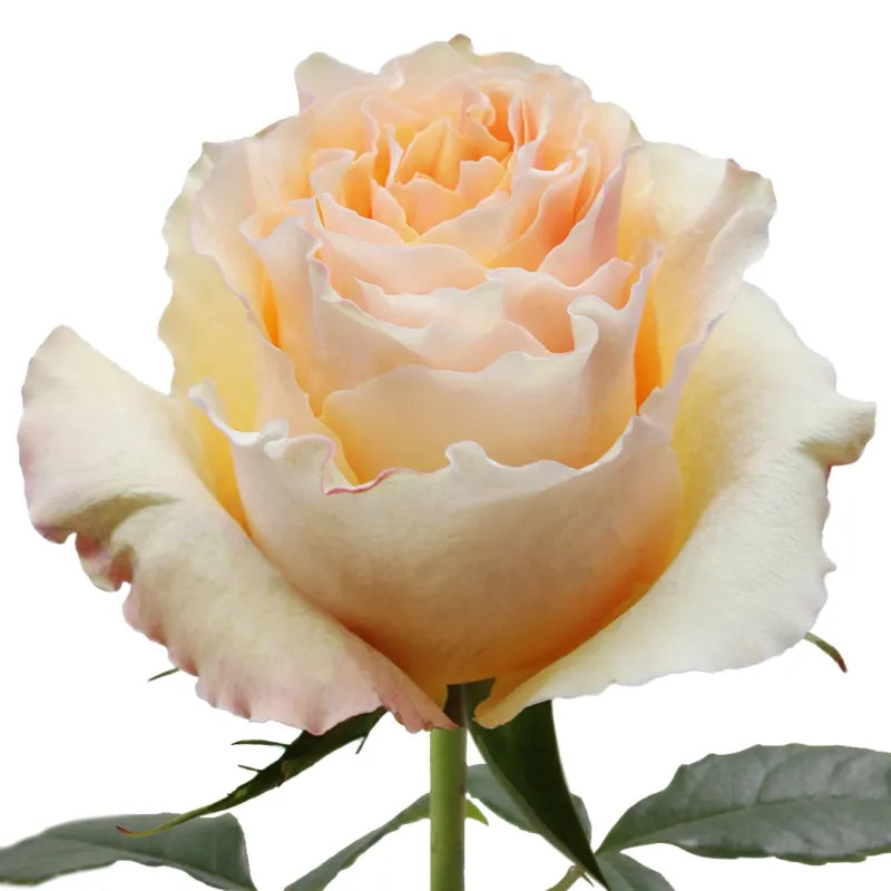 Cream CarpeDiem Rose