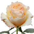 Cream CarpeDiem Rose