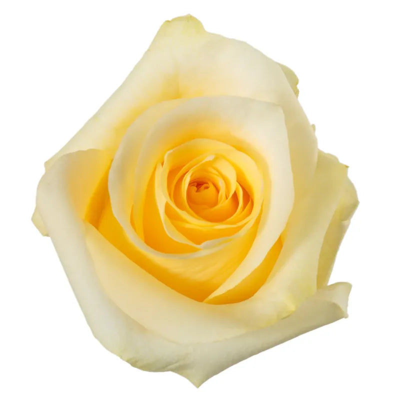 Creme de la Creme Rose