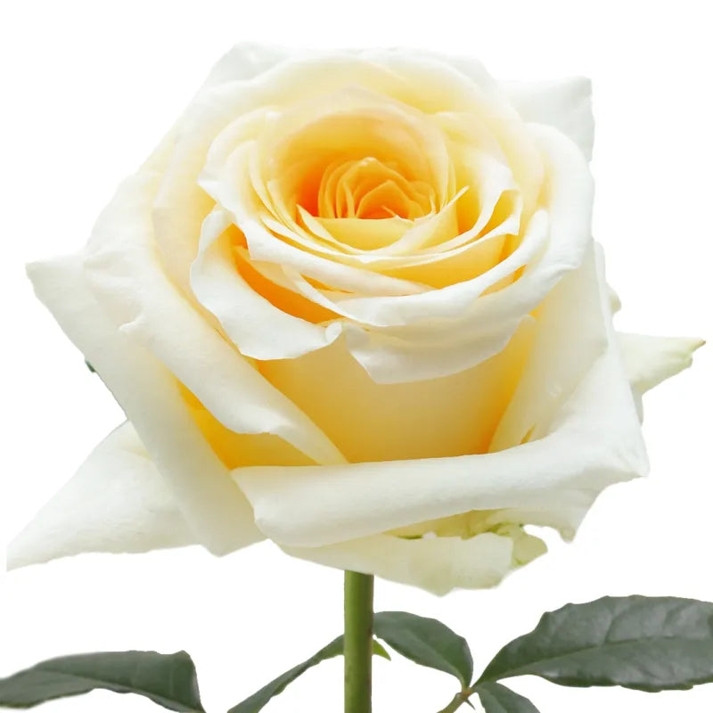 Creme de la Creme Rose