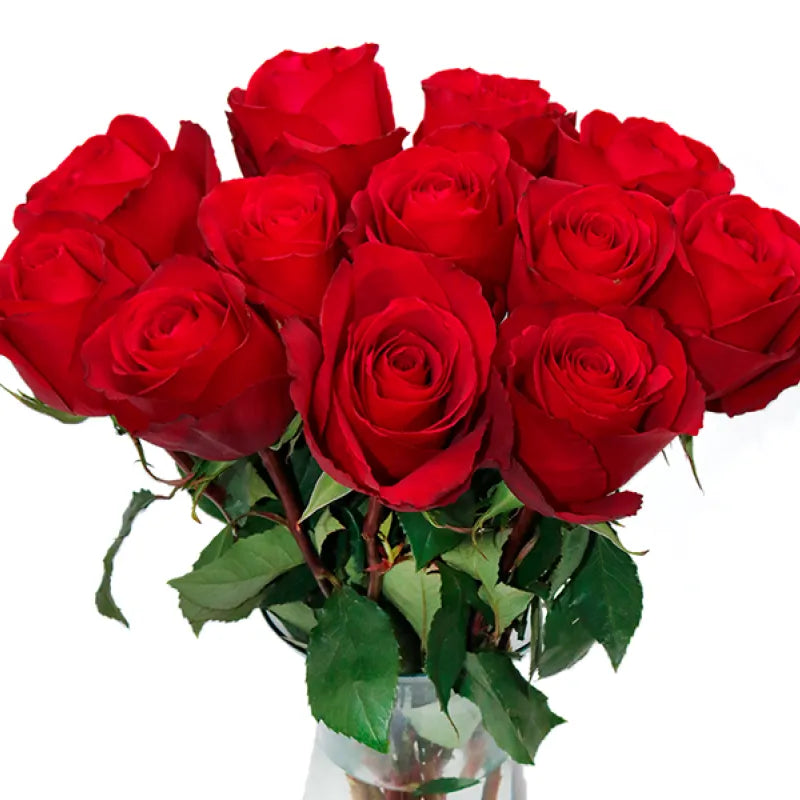 Bombshell Rose