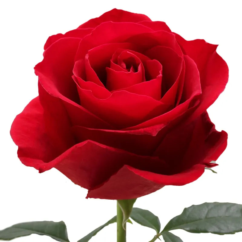 Bombshell Rose