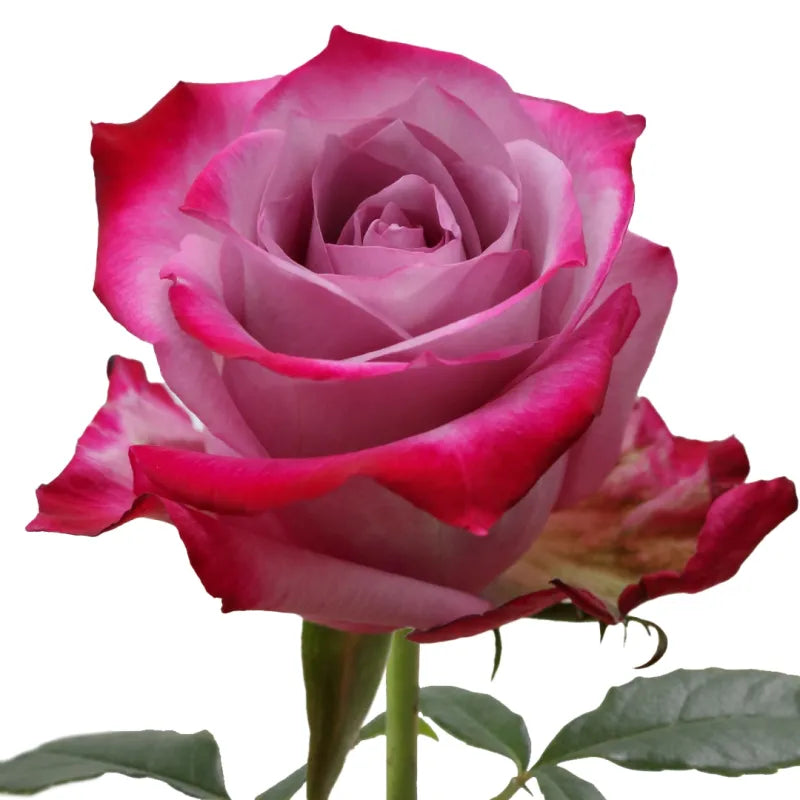 Deep Purple Rose