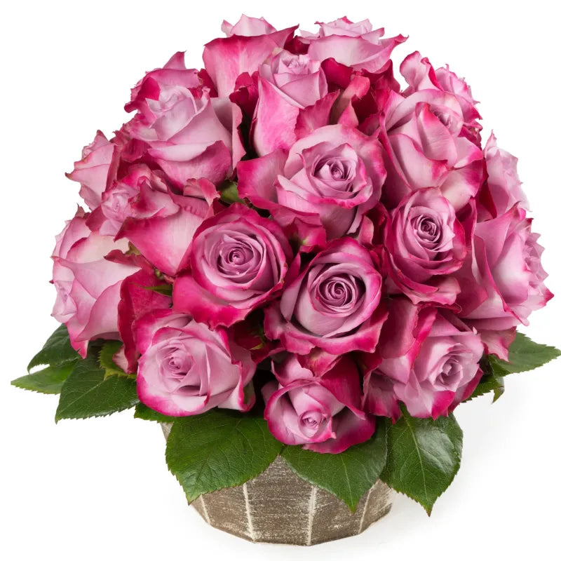 Deep Purple Rose