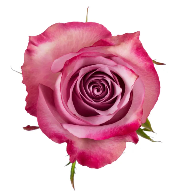 Deep Purple Rose