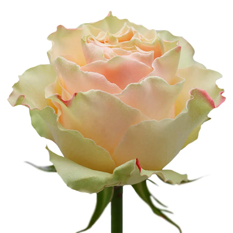 Cream CarpeDiem Rose