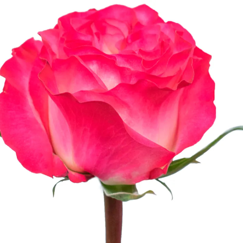 Enchantment Rose