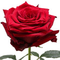 Explorer Rose