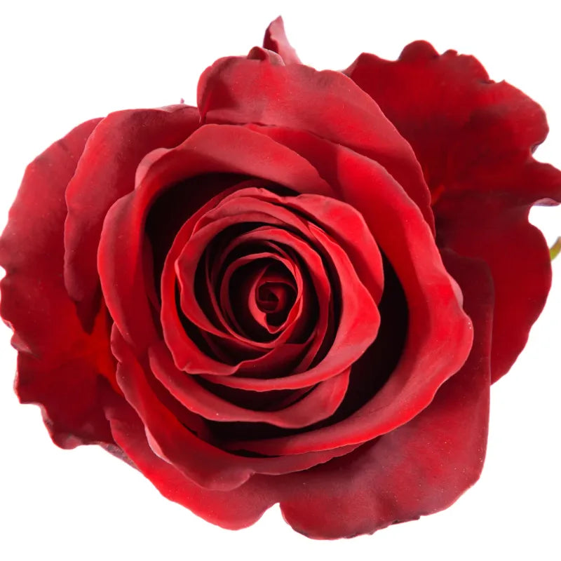 Explorer Rose