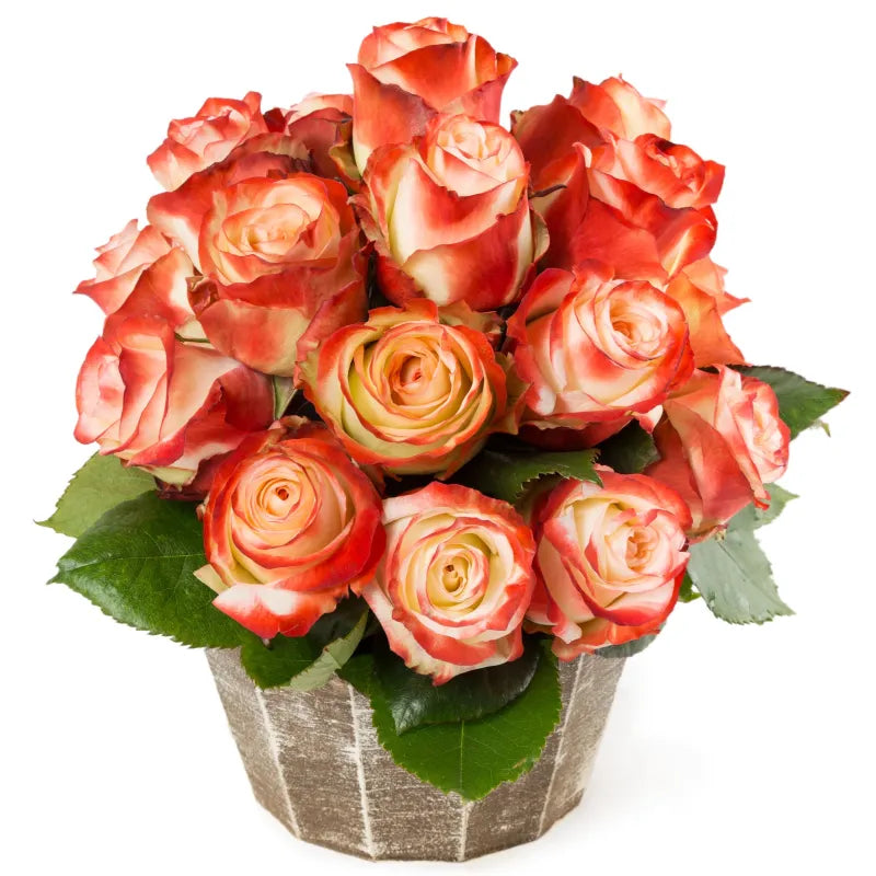 Farfalla Rose