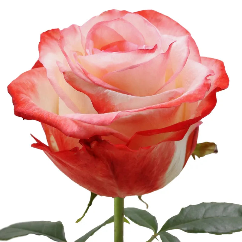 Farfalla Rose