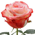 Farfalla Rose