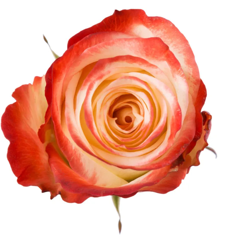 Farfalla Rose