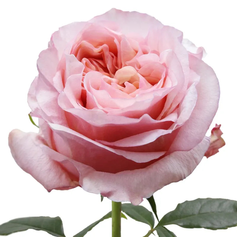 Fascination Rose
