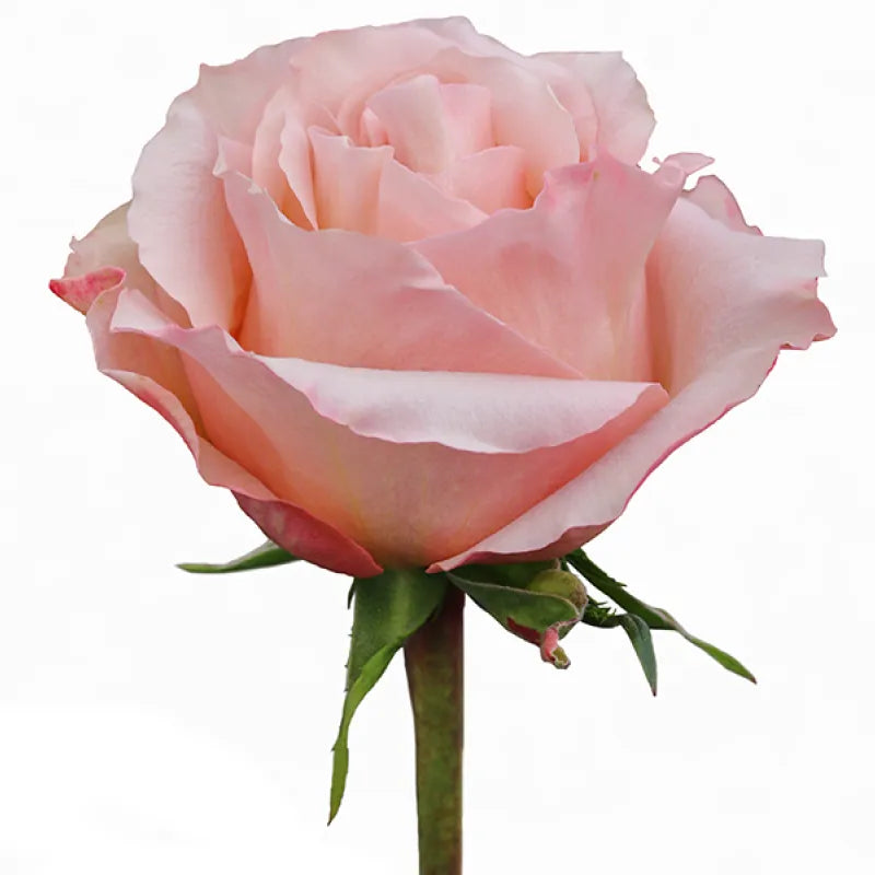 Fascination Rose