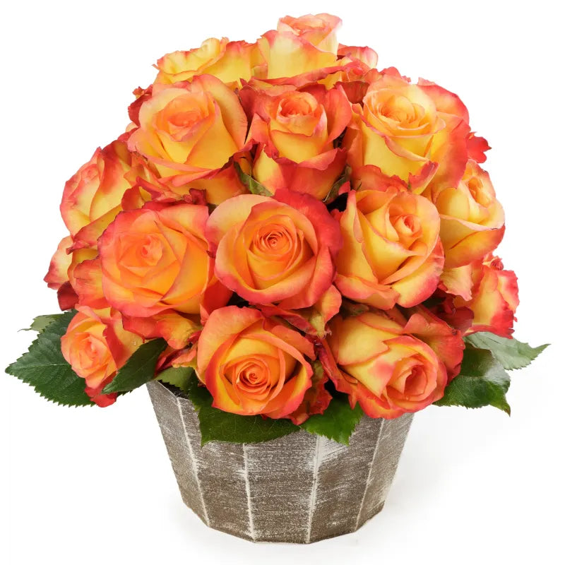 Fidji Rose