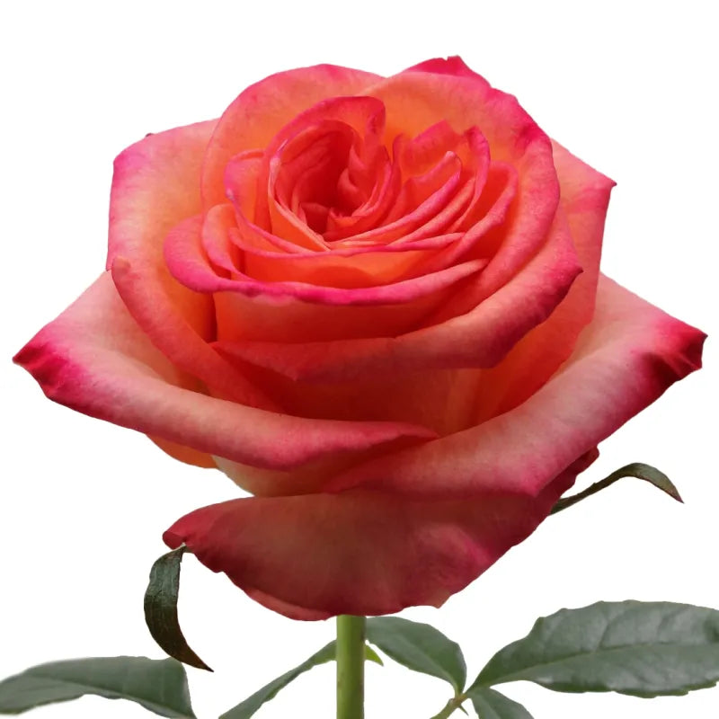 Fidji Rose