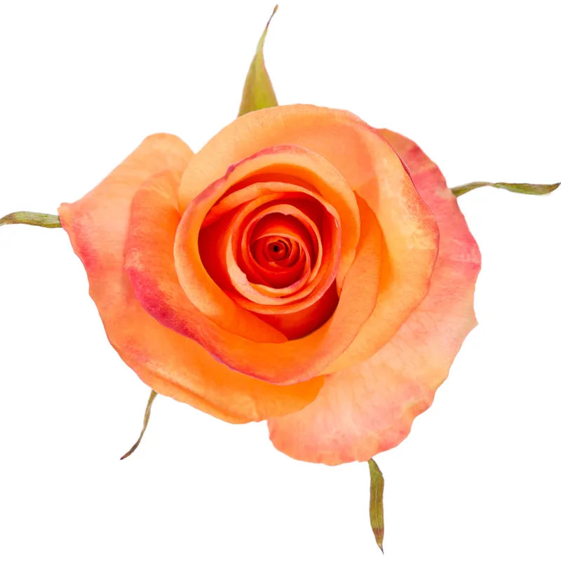 Fidji Rose