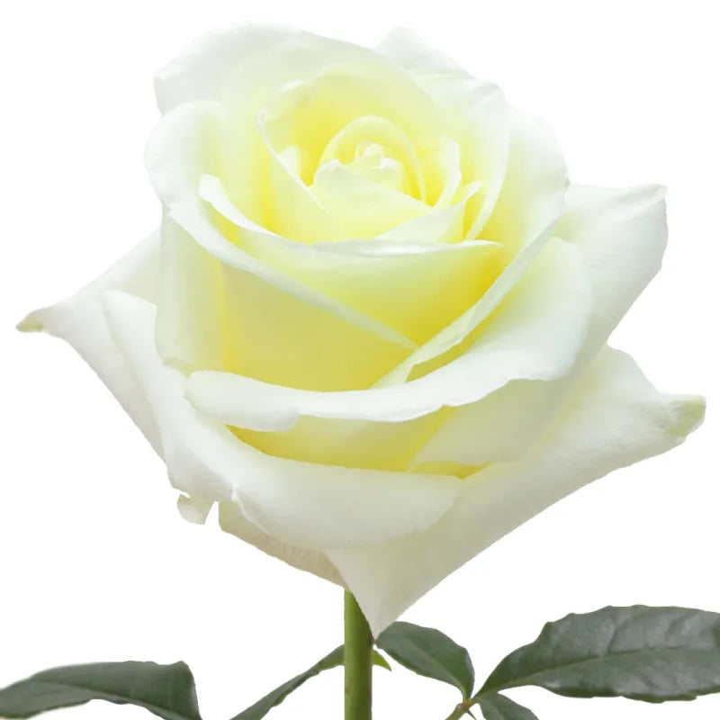 First Lady Rose