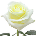 First Lady Rose