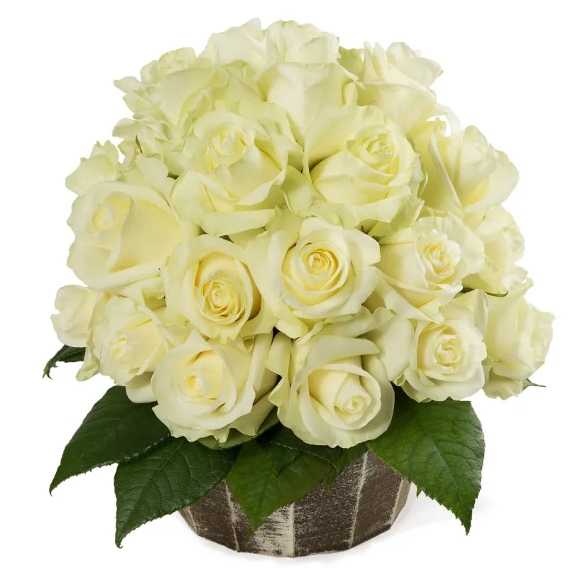 First Lady Rose