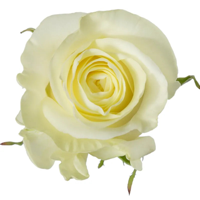 First Lady Rose