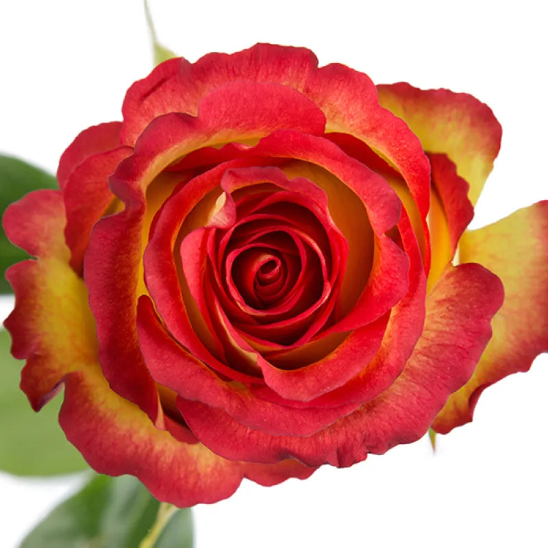 Flame Iguazu Rose