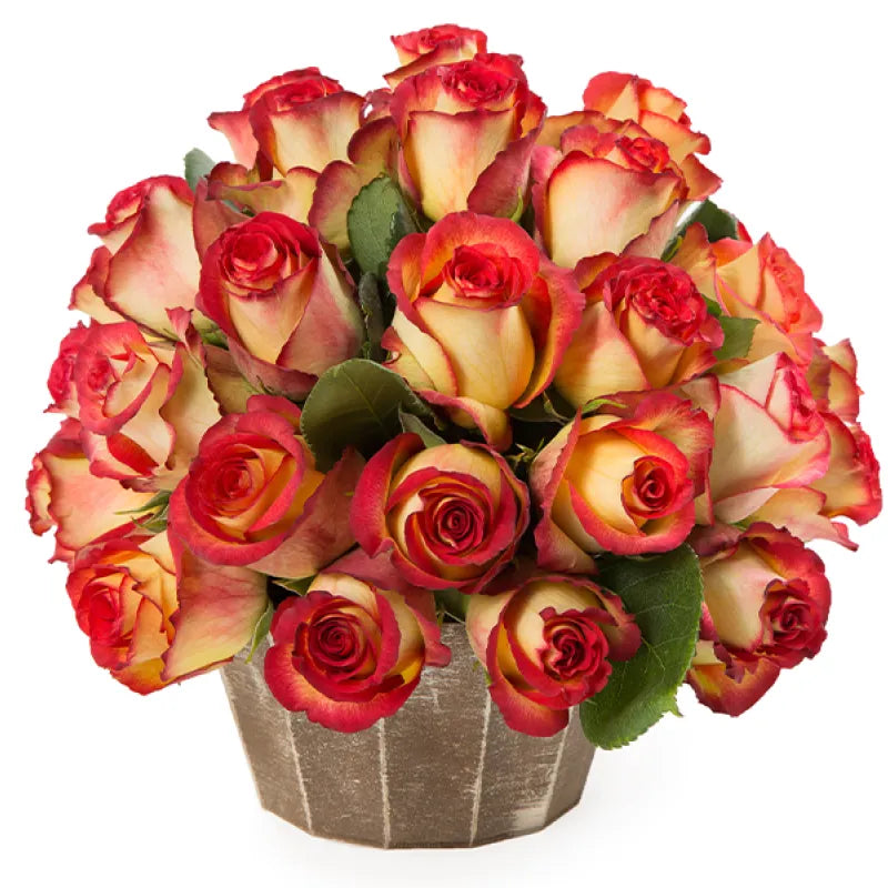 Flame Iguazu Rose