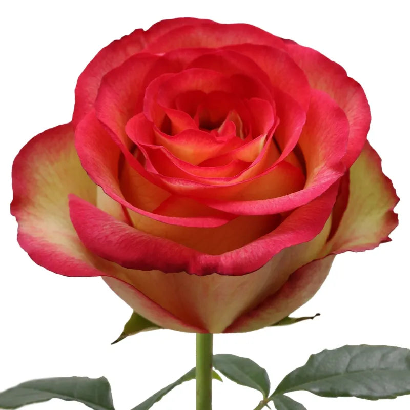 Flame Iguazu Rose