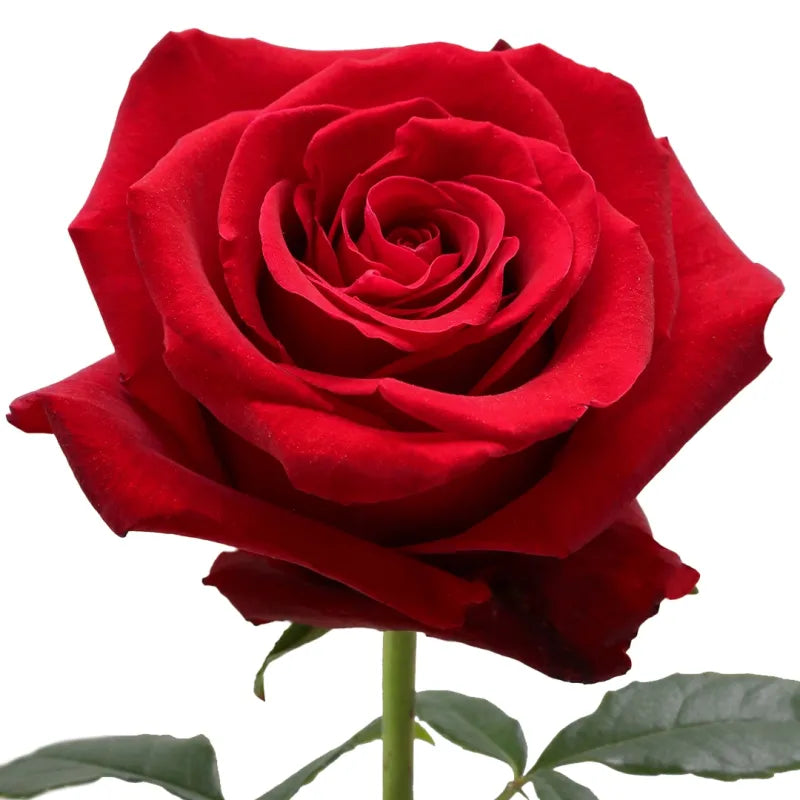 Fortune Rose