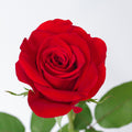 Florist holding a wholesale bouquet of fresh red Freedom roses with eucalyptus, farm-direct from Kataleia
