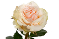Ghobi Garden Rose, wholesale peach garden roses