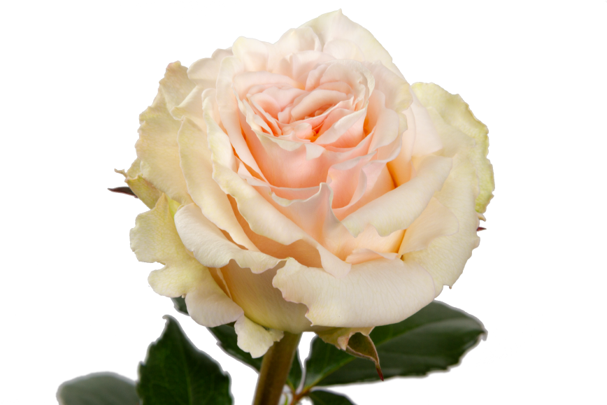 Ghobi Garden Rose, wholesale peach garden roses