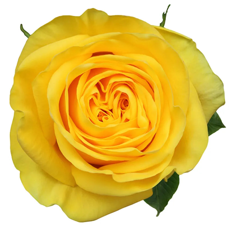 Golden Globe Rose