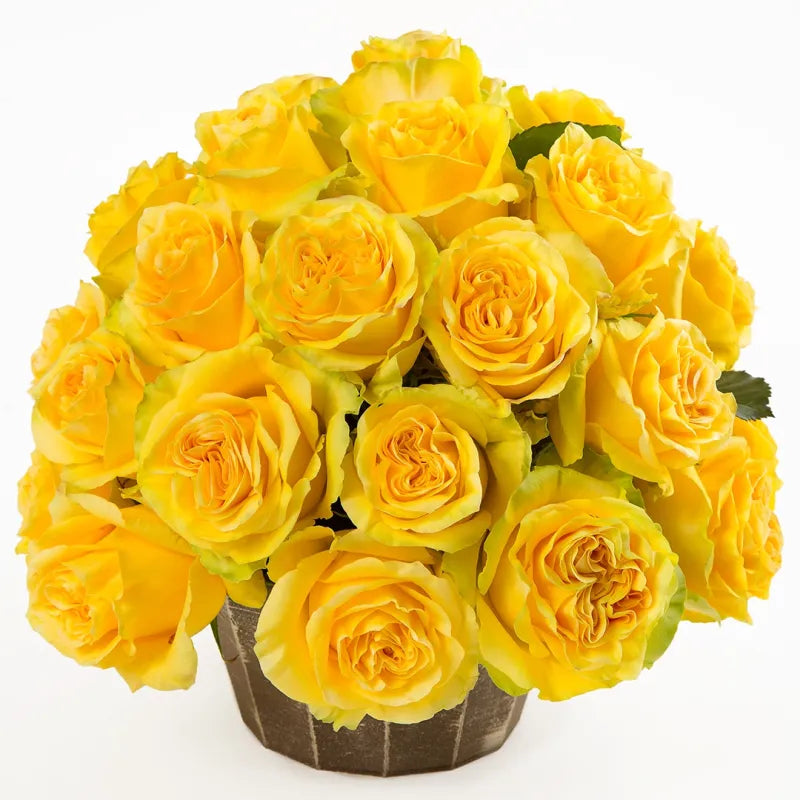 Golden Globe Rose