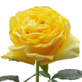 Golden Globe Rose