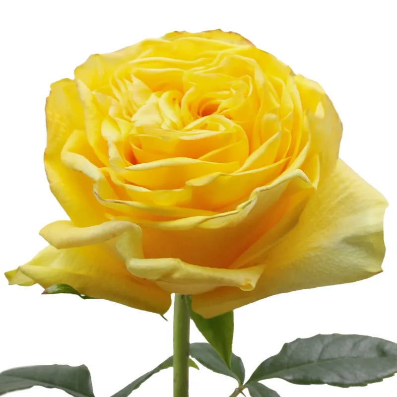 Golden Globe Rose